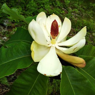 親子で学ぶ大和の郷土料理☆春